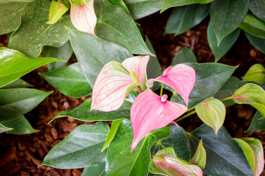 Anthurium Flower Close Up