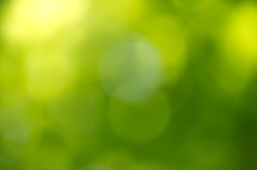 Fototapeta premium green background