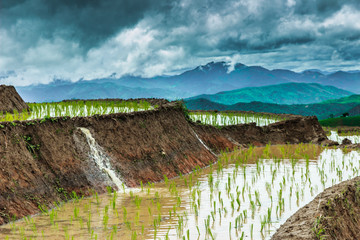 The field ,The rice  terraces 