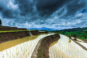 The field ,The rice  terraces 