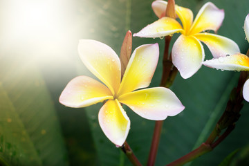 group of yellow white flowers of Frangipani, Plumeria