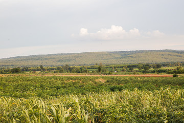 Obraz premium Beautiful sunset over the green large field