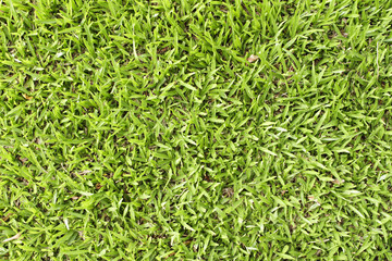 Green grass field.