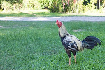 Beautiful Rooster (Male Chicken) and evening sun light Relax bef