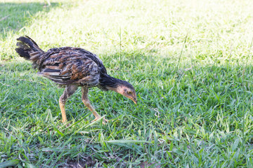 Beautiful Rooster (Male Chicken) and evening sun light Relax bef