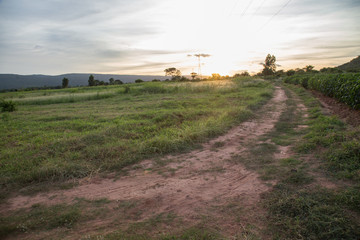 Obraz premium Beautiful sunset over the green large field