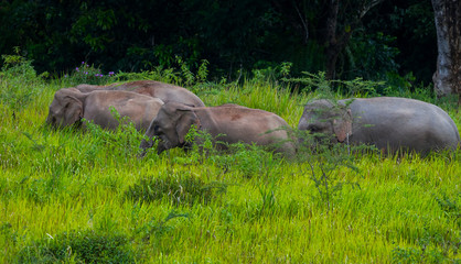 Wild elephants family walking in blady grass filed 