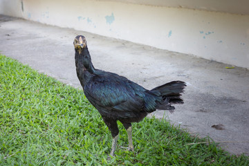 Beautiful Rooster (Male Chicken) and evening sun light Relax bef