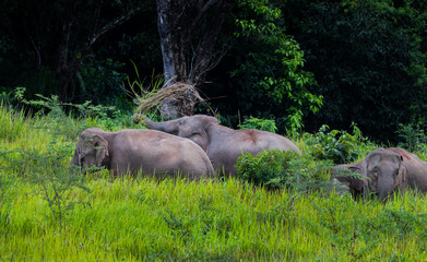 Wild elephants walking in blady grass field