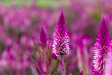 Celosia flowerbed