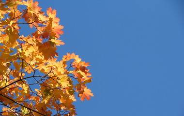Colorful autumn maple tree branches against blue sky background