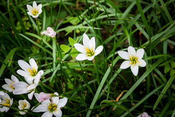 white Zephyranthes Lily flowers