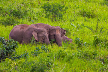 Three of Wild elephants walking in blady grass filed 