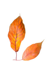 Leaves on a white background