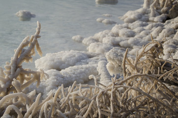  Salt Rocks and Tree at The Dead Sea