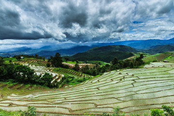 The field ,The rice  terraces 