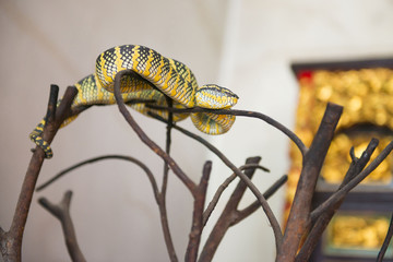 PENANG, MALAYSIA-AUGUST 10, 2015 Snake on branch in Snake Temple