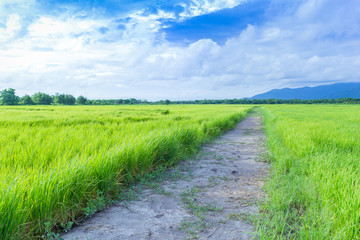 Fototapeta na wymiar Rice field and the pathway