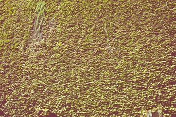 植物のテクスチャー