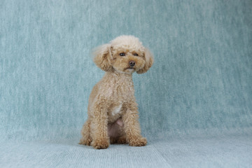 お座りするトイプードル