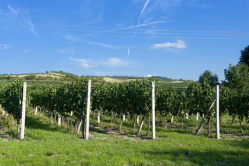 Fototapeta na wymiar Vineyards under Palava. Czech Republic