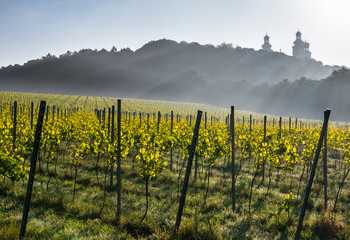 Vineyard on the Silver Mountain near Krakow, Poland with the camaldolese monastery towers in the...