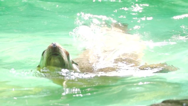 Robben im Zoo