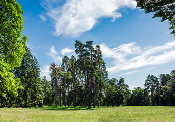 Fototapeta premium Glade in the park in a summer sunny day