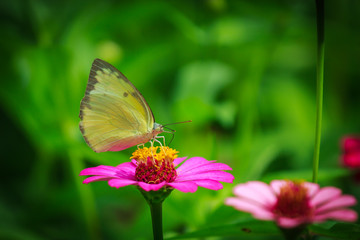 Butterfly with flowers