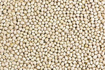 raw lupine background