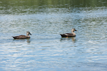 泳ぐ鴨（カモ）