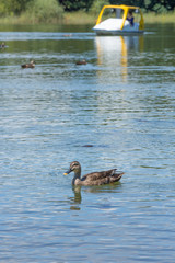 泳ぐ鴨（カモ）