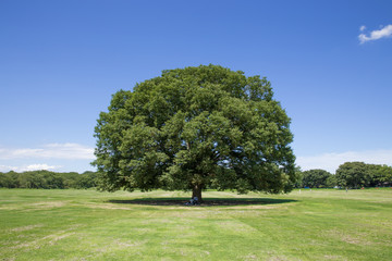 青空と大きい木