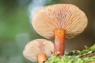 Two mushrooms, probably Milk cap species  (Lactarius), on rotting wood