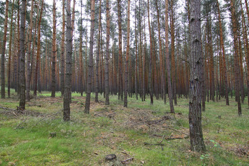 Obraz premium Pine Forest