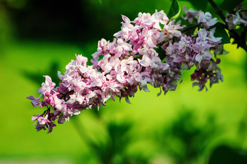 syringa vulgaris close up in spring garden