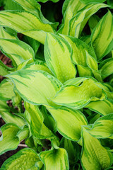 Obraz premium hosta leaves close up in the garden