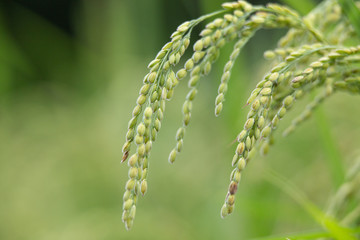 稲刈り間近の水田