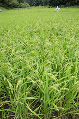 Obraz premium 稲刈り間近の水田