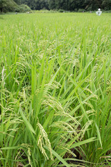 稲刈り間近の水田