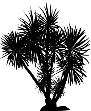 large black isolated palm tree
