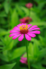 Fototapeta premium flowers,Zinnia