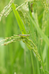 バッタと稲刈り間近の水田