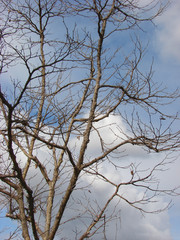 tree branches against cloudy sky