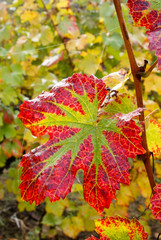Red-green grapevine leaf