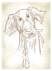 Sketch of dogs. Vector illustration.