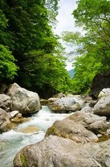 Fototapeta na wymiar Mountain stream and the beautiful forest of Okutama(vertical)