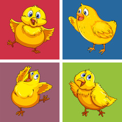 Little chick in four squares