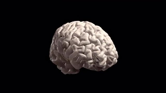 Human brain in loop rotation, luma matte included