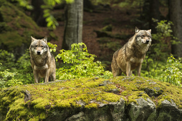 Naklejka premium European wolf, Europaeischer Wolf, Canis lupus, wolf, CZECH REPUBLIC